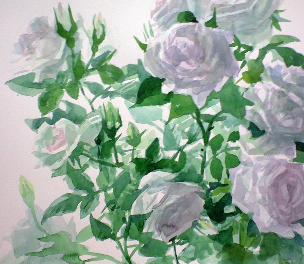 白薔薇