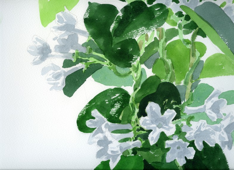 マダガスカル・ジャスミン 水彩 F6(部分) 2012-5-27 White flower ()