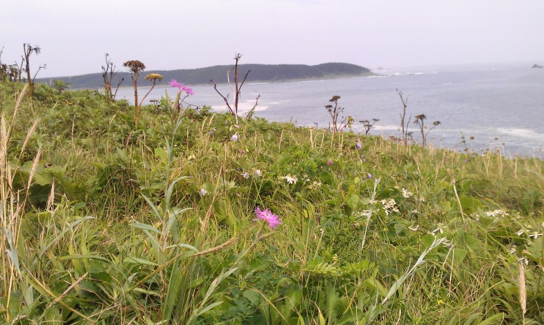 Volle krans flora