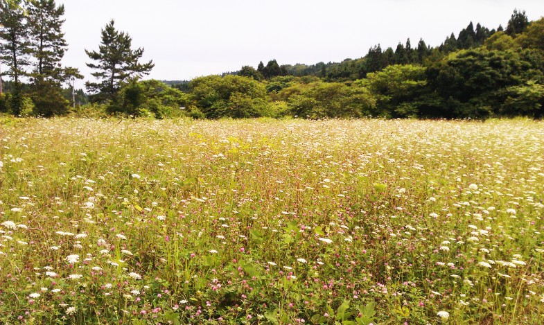 レースフラワーは只の雑草!