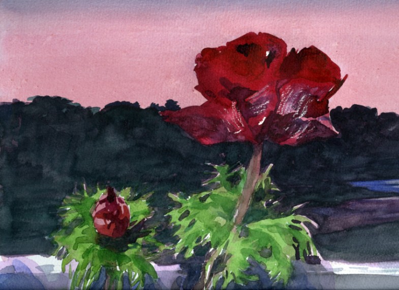Anemone (delvis) akvarel