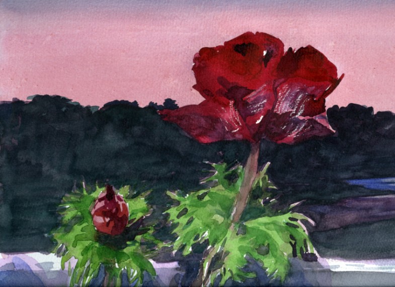 Anemone (gedeeltelike) waterverf