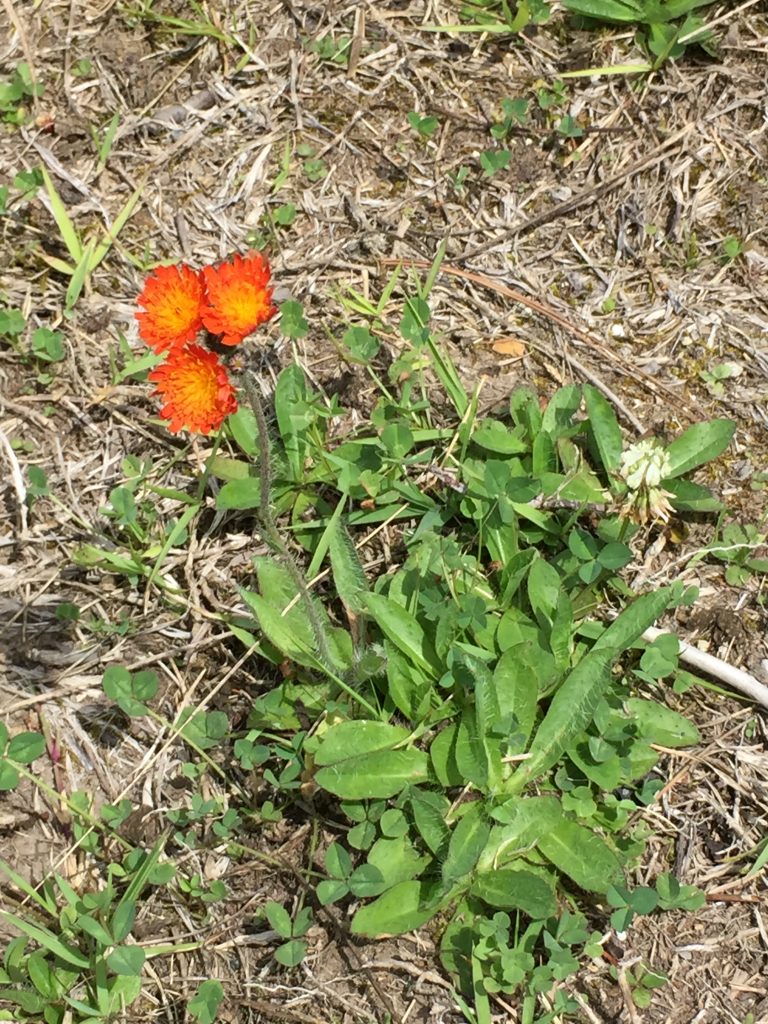 Blooming dandelion