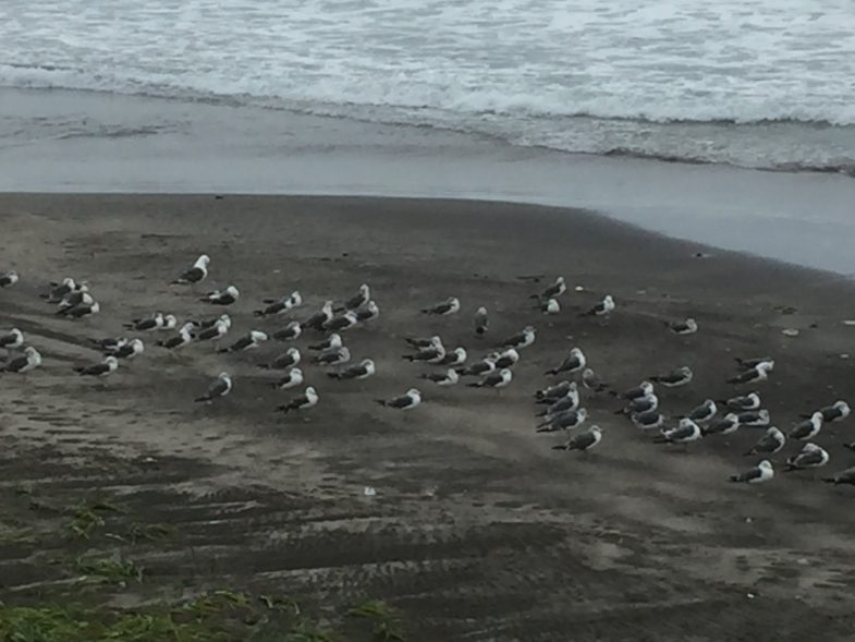 Npoj dub-tailed gull