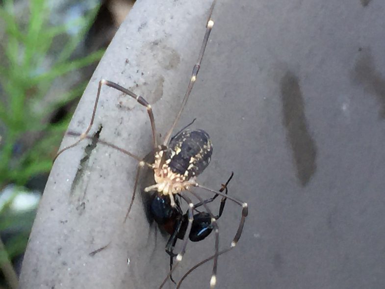 大アリを食べている蜘蛛