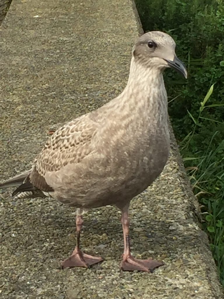 オオセグロカモメの幼鳥 Young bird of Slaty_backed gull