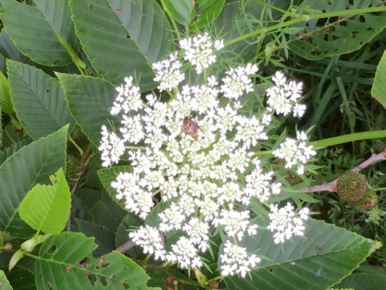 bracteolae bracteae ammi majus