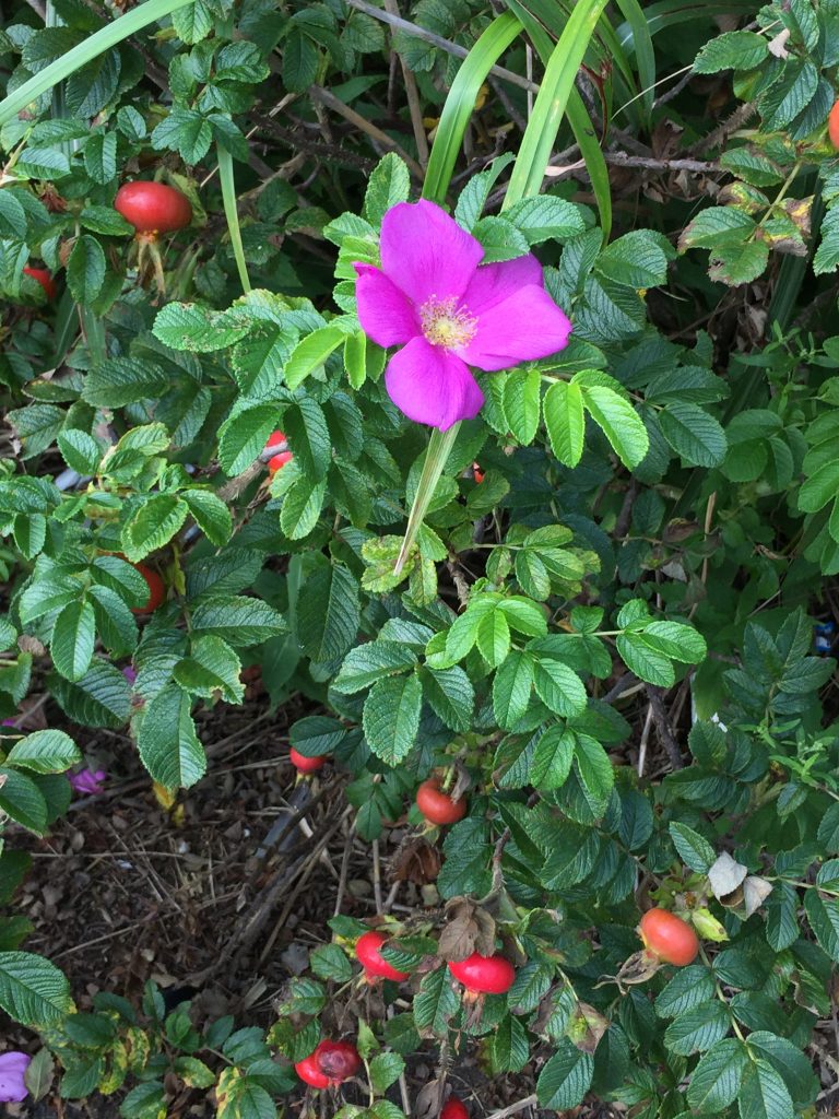 ハマナス Rosa rugosa