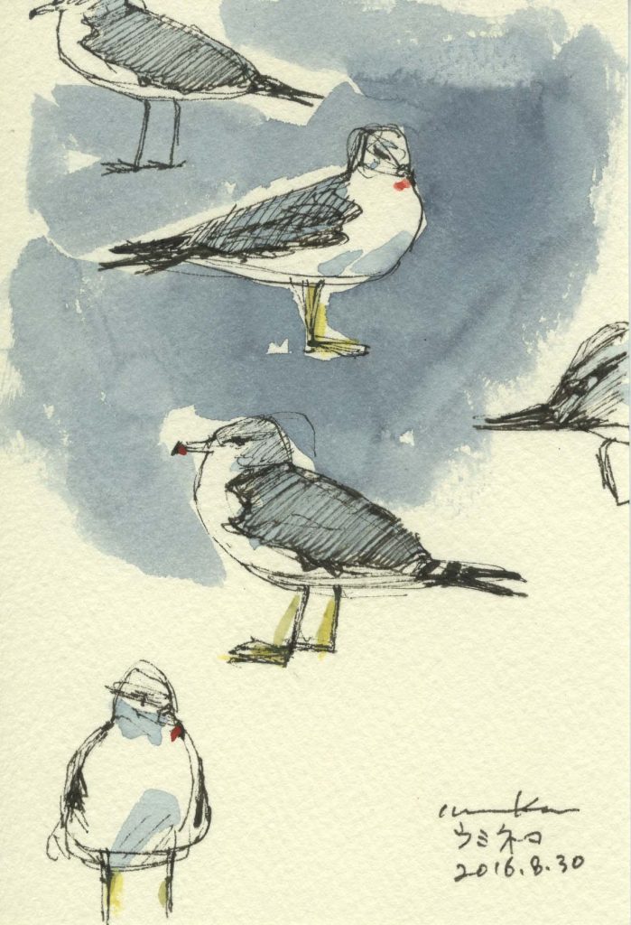 ウミネコ　　Seagulls 2016