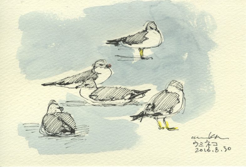 ウミネコ 5 Seagull 5