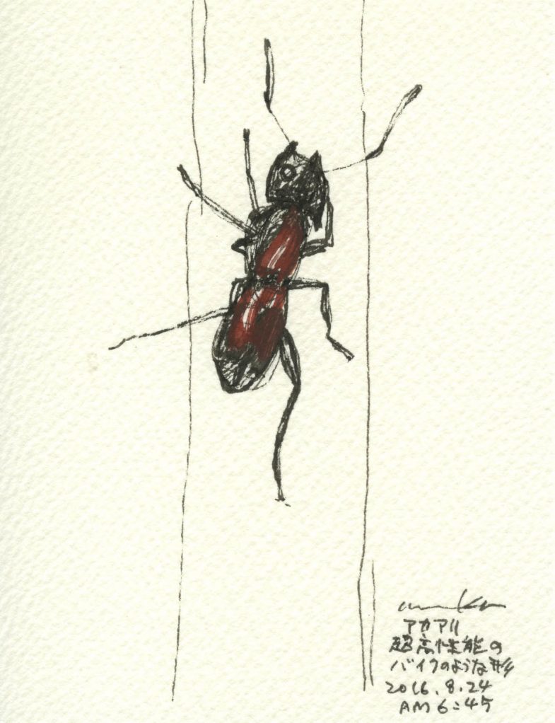 赤アリ　　A red ant
