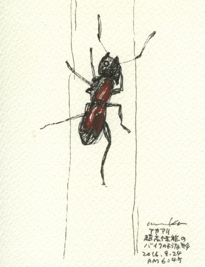赤アリ A red ant